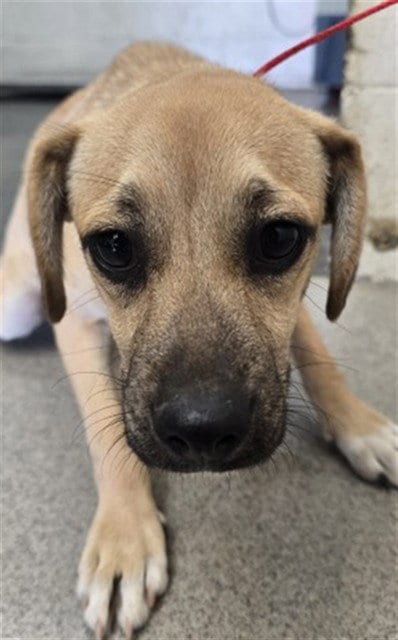 Photo of Sam, adoptable Terrier in San Bernardino, California