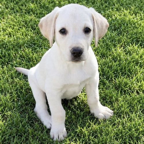 Photo of Huckleberry Finn Pup - Sid, adoptable Labrador Retriever in San Diego, California