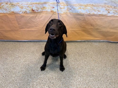 Photo of Cocoa, adoptable Labrador Retriever in Miami, Florida