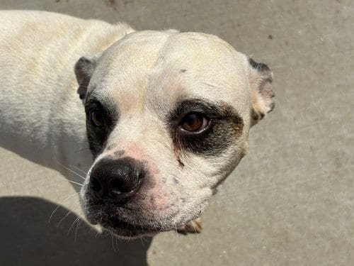 Photo of Tres, adoptable Boxer in Tulsa, Oklahoma