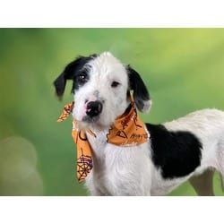 Photo of Lucas, adoptable Pointer Poodle (Standard) in Ft Lauderdale, Florida