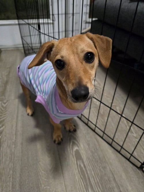 Photo of Peanut, adoptable Dachshund in Humble, Texas