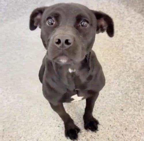 Photo of Lizzie, adoptable Labrador Retriever in Houston, Texas