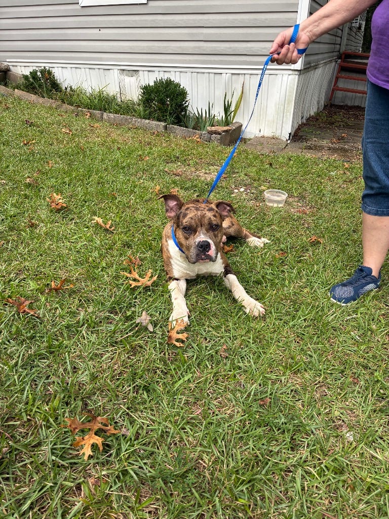 Photo of Raider, adoptable Pit Bull Terrier in Douglasville, Georgia