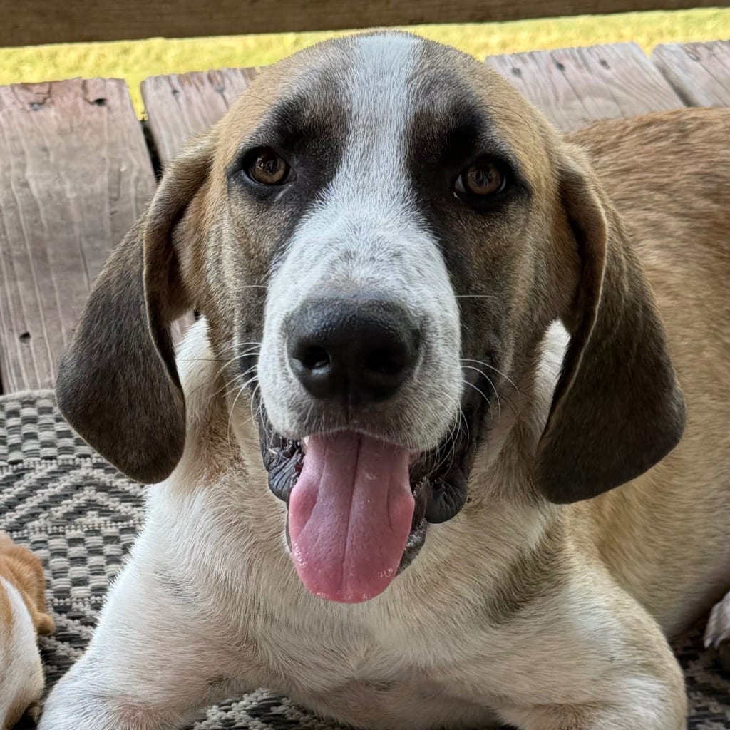Photo of Forrest, adoptable Great Pyrenees in Bloomfield, Connecticut