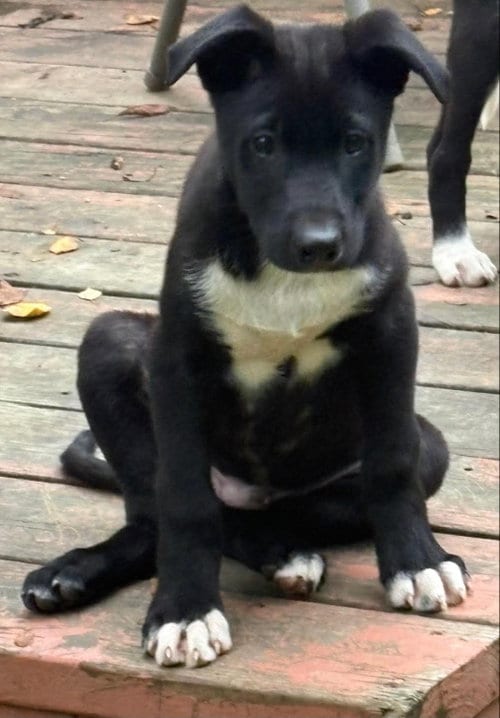 Photo of Penguin, adoptable Husky in Anchorage, Alaska