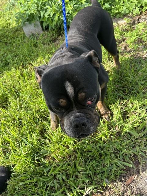 Photo of Bub, adoptable Pit Bull Terrier mix in Miami, Florida