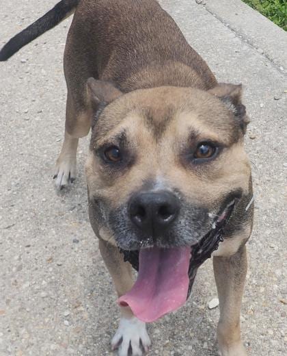 Photo of Prince, adoptable Terrier in New Orleans, Louisiana