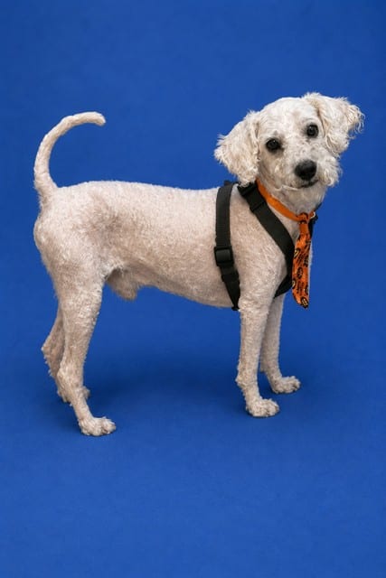 Photo of Duke, adoptable Poodle - Miniature in Miami, Florida