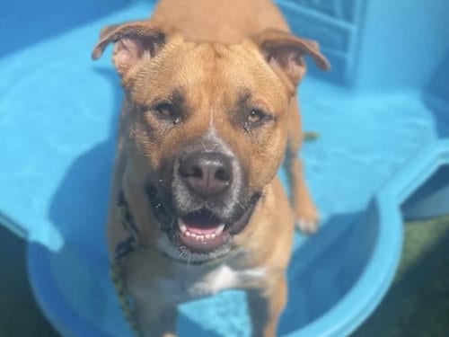 Photo of Mark, adoptable Pit Bull Terrier in Los Angeles, California