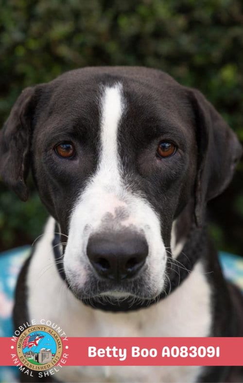 Photo of Betty Boo, adoptable Labrador Retriever in Mobile, Alabama