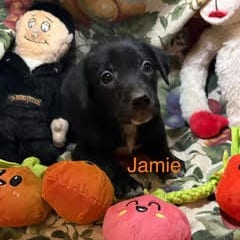 Photo of Jamie, adoptable Cattle Dog / Mix in Boonville, Missouri