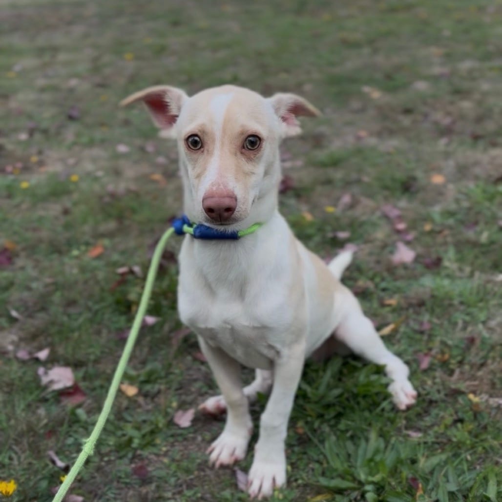 Photo of Kipper, adoptable Dachshund / Chihuahua in Newberg, Oregon