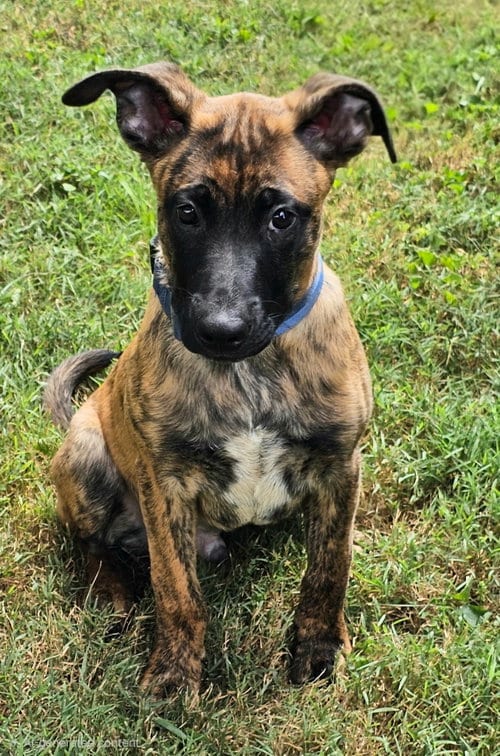 Photo of Gunnerman, adoptable Belgian Shepherd Malinois in Franklin, Tennessee