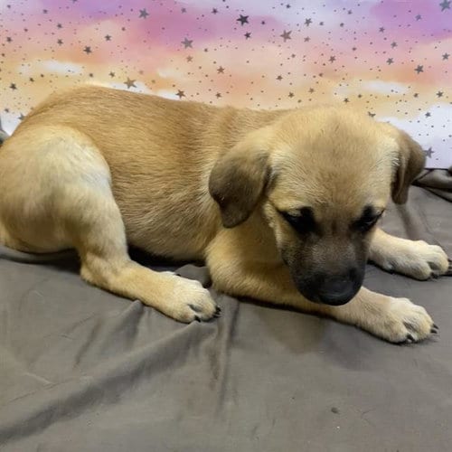 Photo of Mei, adoptable German Shepherd Dog in Modesto, California