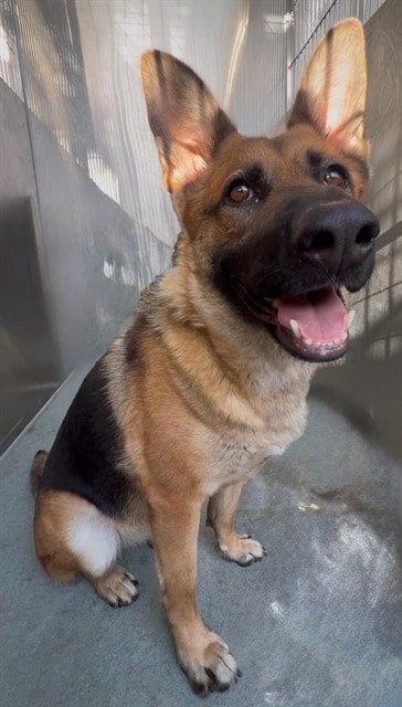 Photo of Elsa, adoptable German Shepherd Dog in Baldwin Park, California