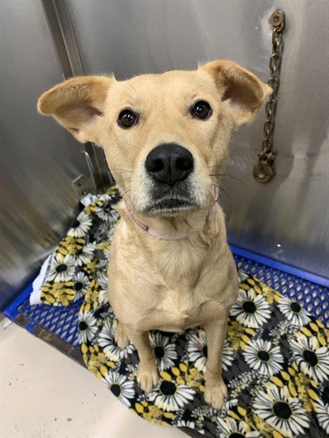 Photo of Tulip, adoptable Labrador Retriever in Fairbanks, Alaska