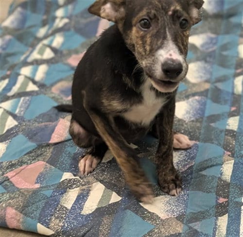 Photo of Kitkat, adoptable Labrador Retriever in Texas City, Texas