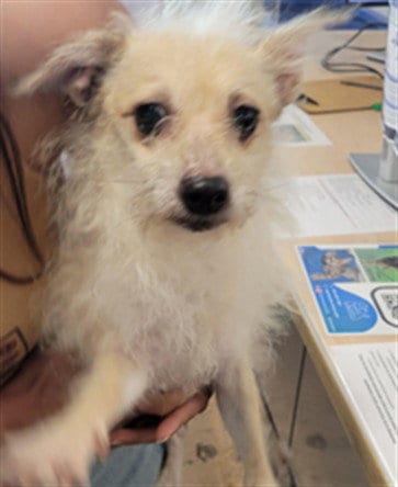 Photo of Chartreuse, adoptable Chihuahua in Van Nuys, California