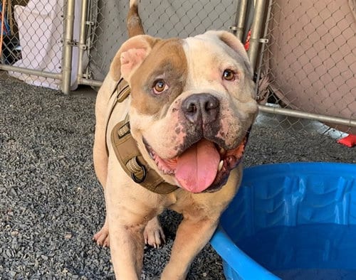 Photo of Bubba, adoptable English Bulldog in Moreno Valley, California