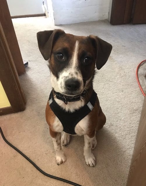 Photo of Davy, adoptable Jack Russell Terrier in Brooklyn Center, Minnesota