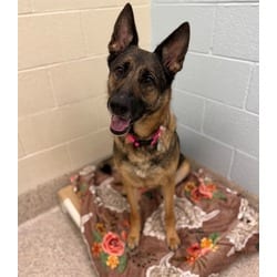 Photo of Maya, adoptable German Shepherd Dog in Brighton, Colorado