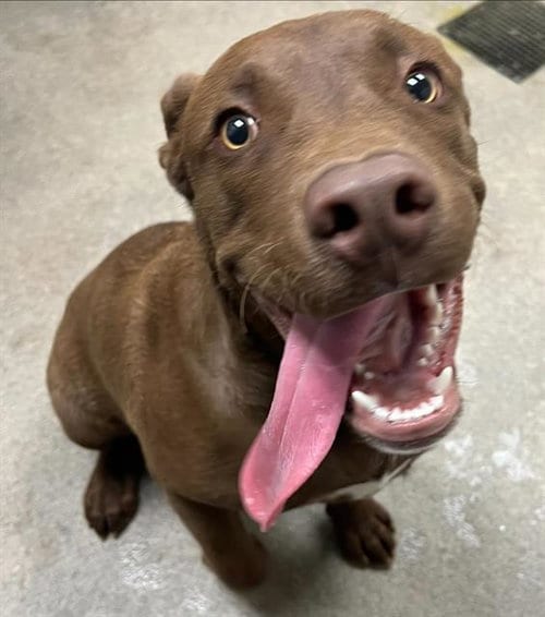 Photo of Brownie, adoptable Labrador Retriever in HESPERIA, California