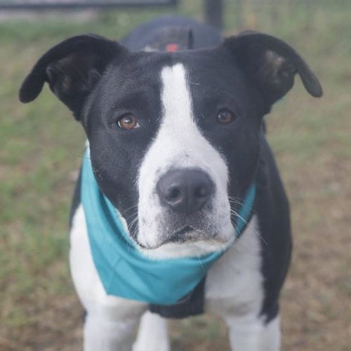 Photo of Lobo, adoptable American Staffordshire Terrier in San Antonio, Texas