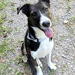 Photo of Cece, adoptable Hound (Unknown Type) in Pegram, Tennessee