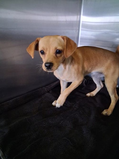 Photo of Tiger, adoptable Chihuahua in Los Angeles, California