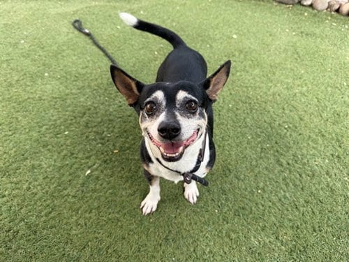 Photo of Frosty, adoptable Chihuahua in Phoenix, Arizona