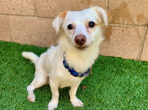 Photo of Pal, adoptable Chihuahua in Moreno Valley, California