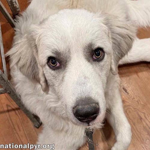 Photo of Hayden in GA - Affectionate & Eager To Learn, adoptable Great Pyrenees in Beacon, New York