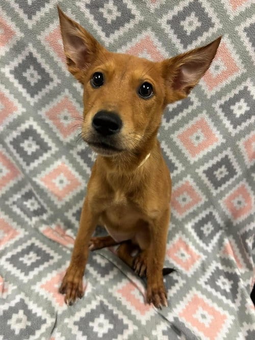 Photo of Junebug, adoptable Shepherd in Rockwall, Texas