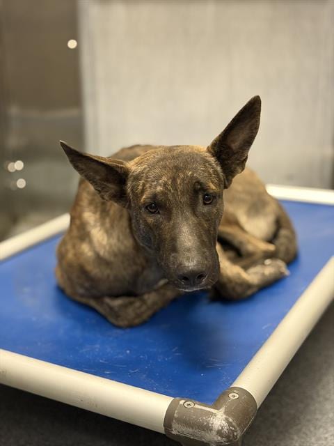 Photo of George, adoptable Mixed Breed