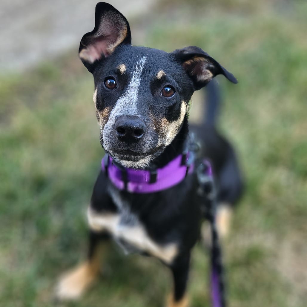Photo of Jazzy, adoptable Cattle Dog, Australian (Blue Heeler) / Terrier in South Elgin, Illinois