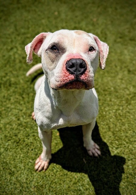 Photo of Ace, adoptable American Bulldog in Clyde, North Carolina