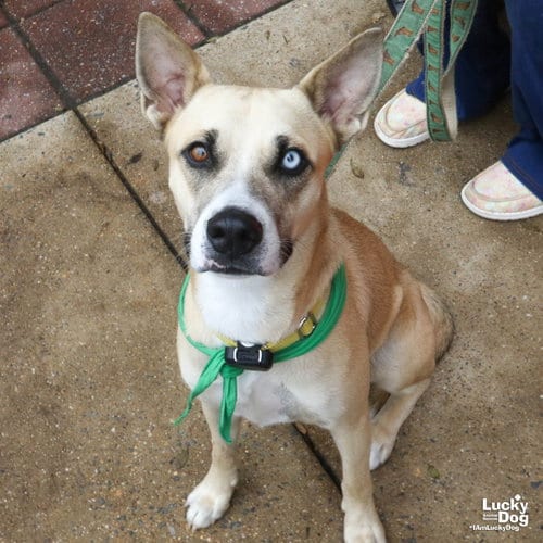 Photo of Amari, adoptable Husky in Washington, District of Columbia