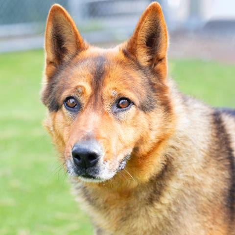 Photo of Luna, adoptable German Shepherd Dog in Camarillo, California