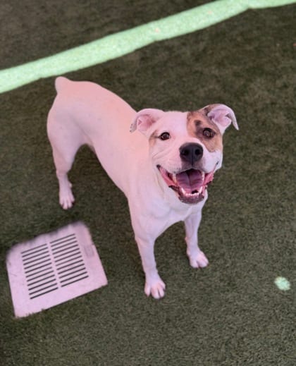 Photo of Millie, adoptable dog in Farmington, New Mexico