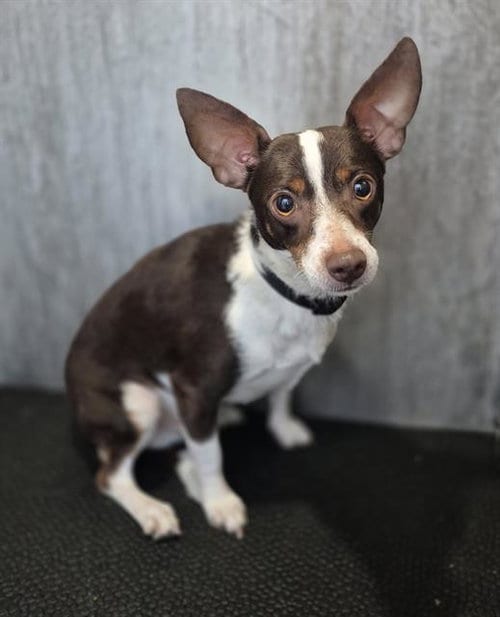 Photo of Biggie Smalls, adoptable Chihuahua in San Antonio, Texas