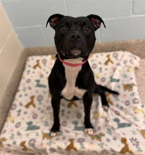 Photo of Corrine, adoptable Pit Bull Terrier in Brighton, Colorado