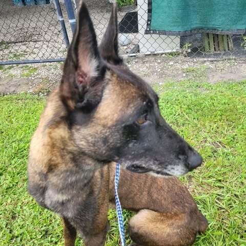 Photo of Country Queens - Dolly - Located in FL, adoptable Belgian Shepherd Malinois in Imlay City, Michigan