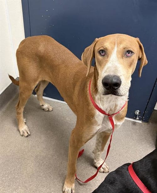 Photo of Donnie, adoptable English Coonhound in HESPERIA, California
