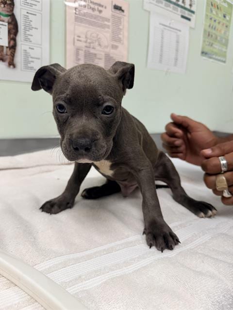 Photo of Pause, adoptable Pit Bull Terrier in Santa Cruz, California