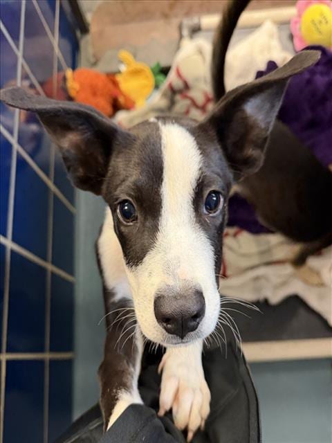 Photo of Iris, adoptable Staffordshire Bull Terrier in Houston, Texas
