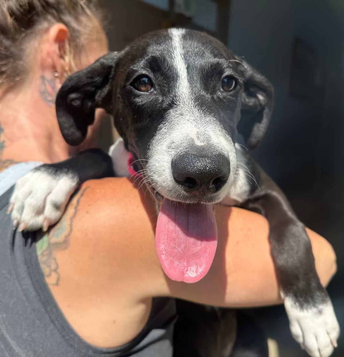 Photo of Willow, adoptable Terrier (Unknown Type, Medium)/Mixed Breed (Medium) in Shawnee, Kansas