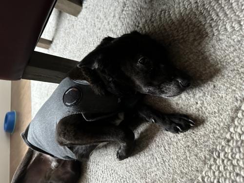 Photo of Lio, adoptable Spaniel in Oakley, California