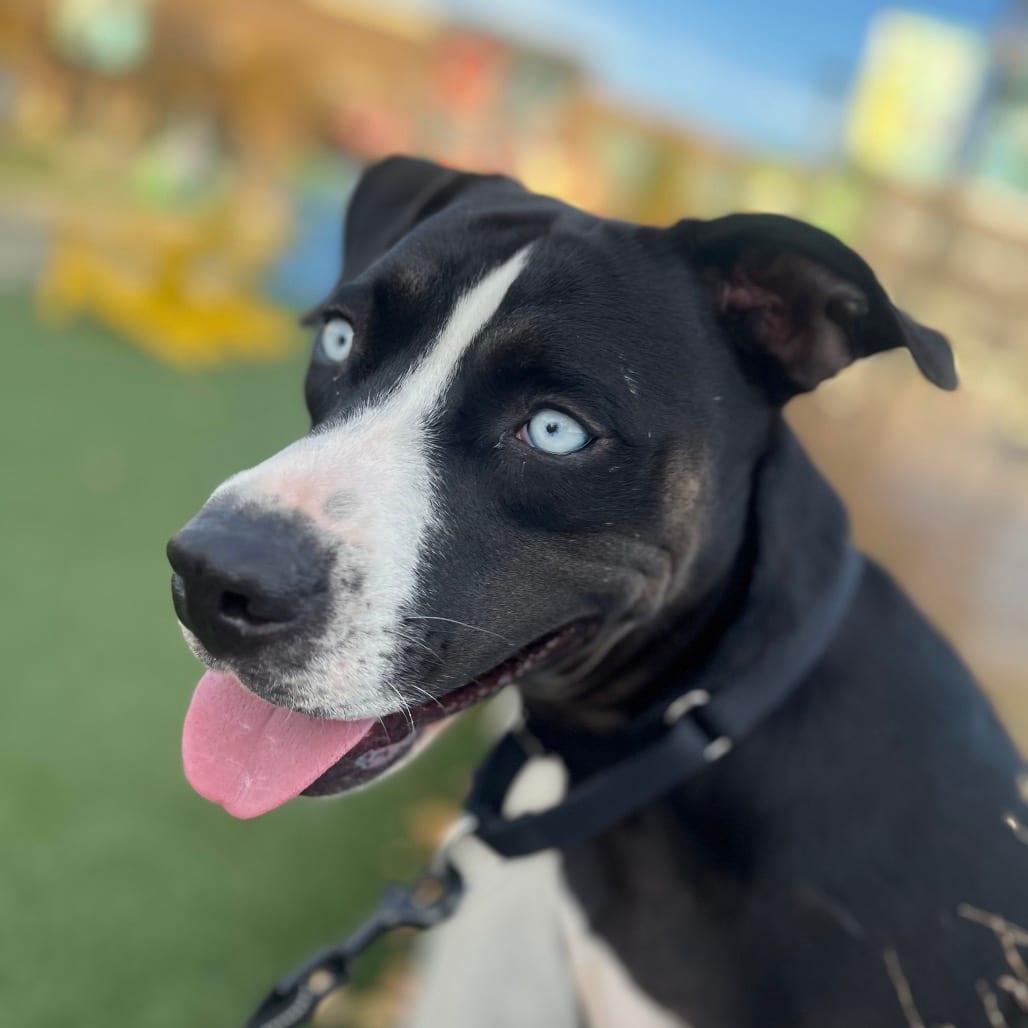 Photo of Bluey, adoptable Mixed Breed (Medium) / Terrier, Pit Bull in Riverwoods, Illinois