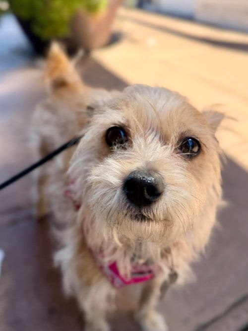 Photo of Pikachu, adoptable Terrier in San Francisco, California